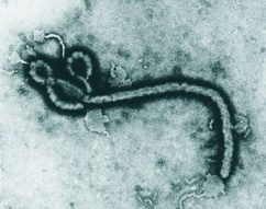 Le virus Ebola alimente les théories du complot